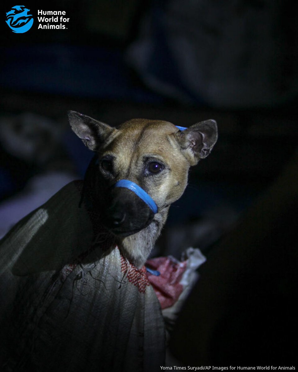 humaneworldita's tweet photo. Iniziamo l'anno con una buona notizia! Il mese scorso Jakarta ha vietato il commercio, la macellazione e la vendita di carne di cane e gatto dopo anni di campagne condotte dalla coalizione Dog Meat Free Indonesia, di cui Humane World for Animals è membro fondatore.
#EndDogMeat https://t.co/XBdJNiG8ky