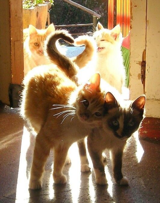 Why you should have a cat (@shouldhavecat) on Twitter photo 