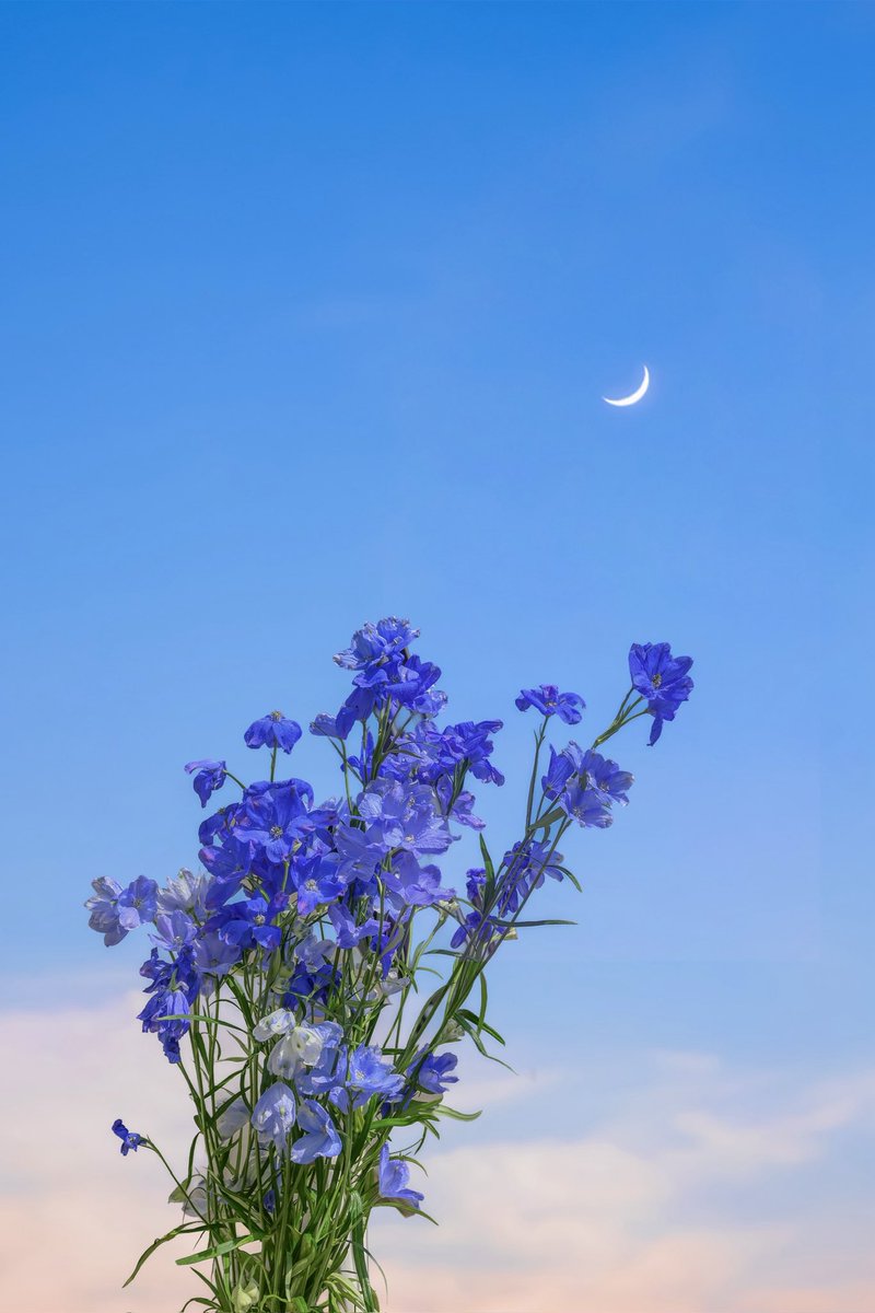 Sakura (@sakuraing64) / Posts / X