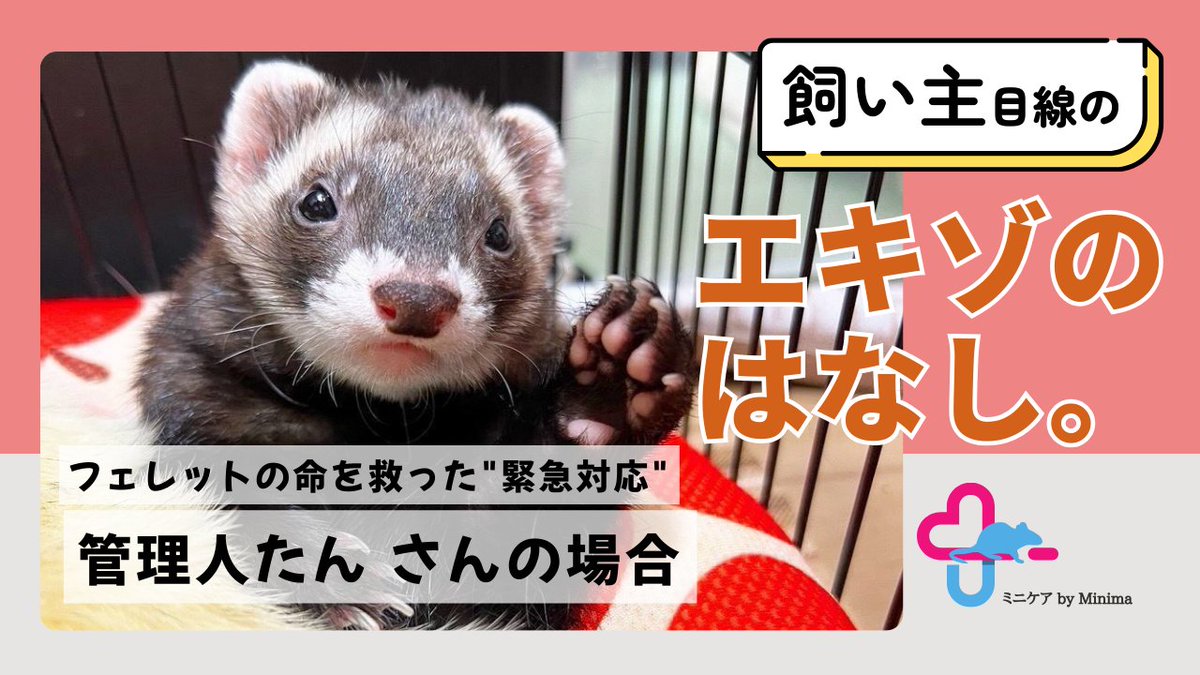 Minima｜小動物メディア tweet media