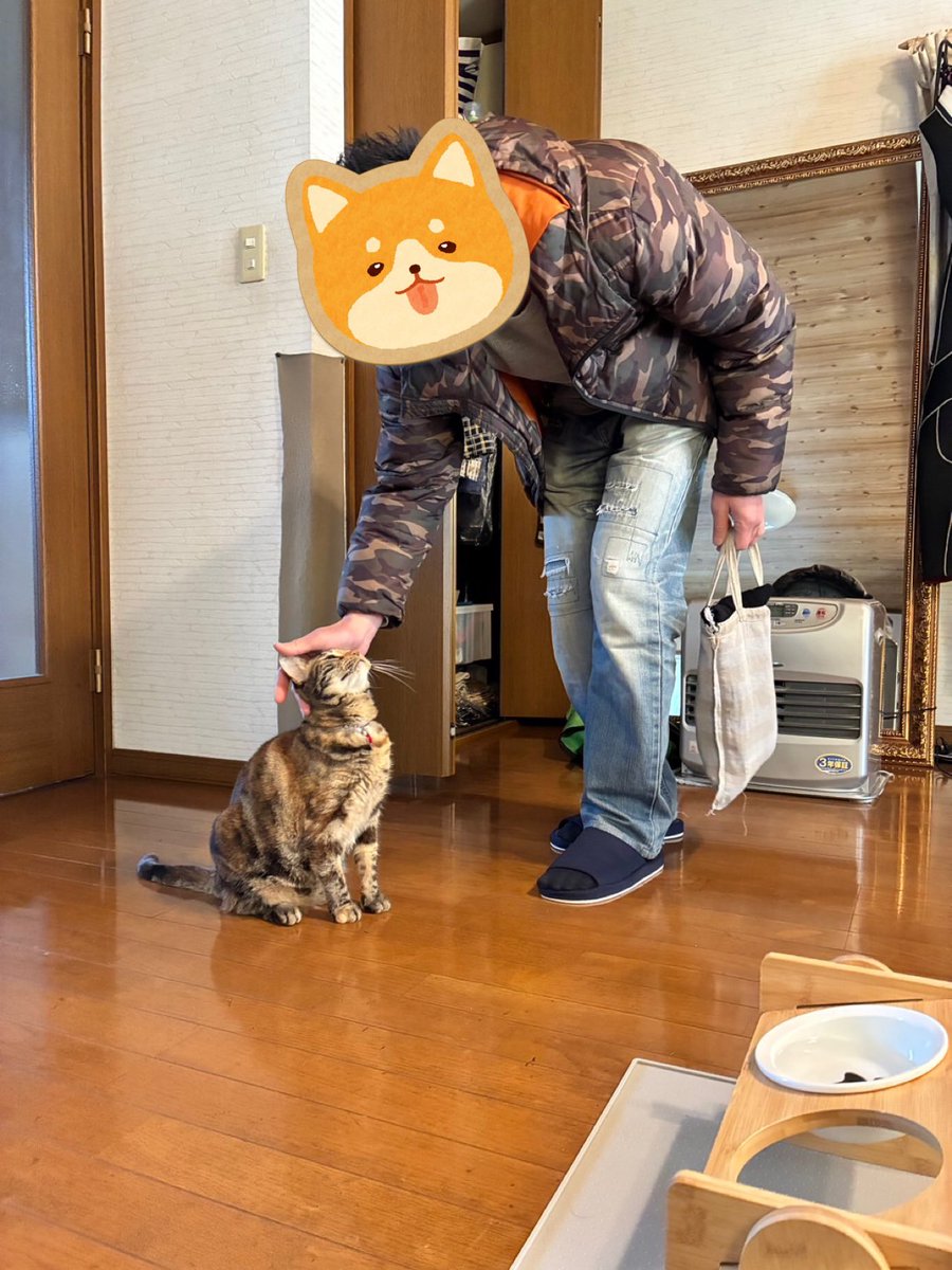 猫はなさん ハナ (@chakohakulog) / Posts / X