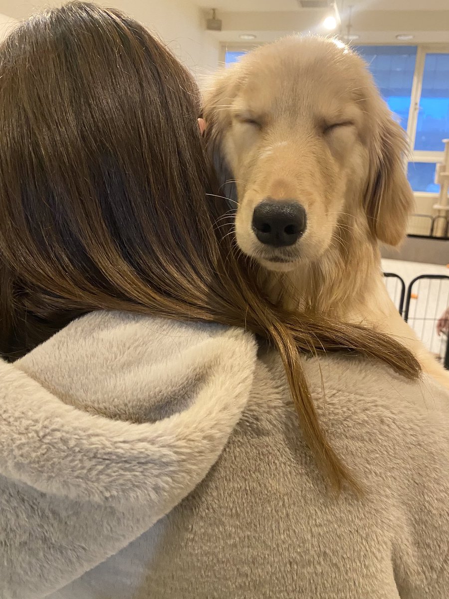 お迎え報告♥
#ゴールデンレトリバー のひめちゃん🎀
本日新しいご家族様のおうちへお迎えされました🏠
やさしお姉さんのお家でたくさん可愛がってもらってね˘- · -˘
たくさん長生きしてね！
お幸せに♥