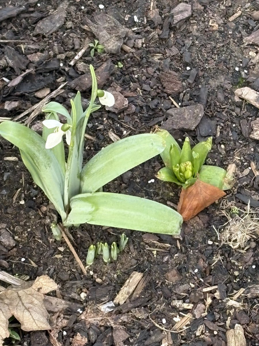 SNS Solicitors in Maidstone have seen the early snow drops flower!