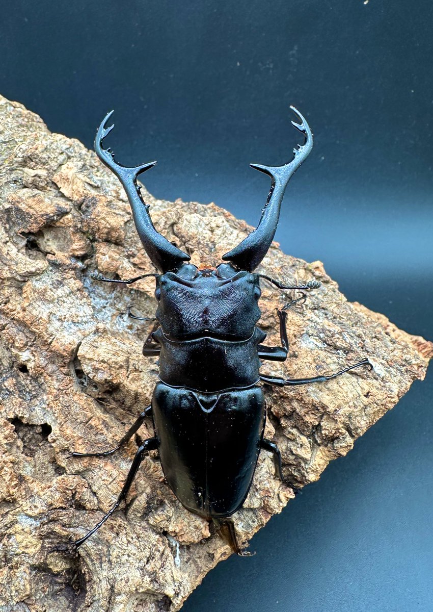 かぶぶくわわ (@mushi_lowkun) / Posts / X