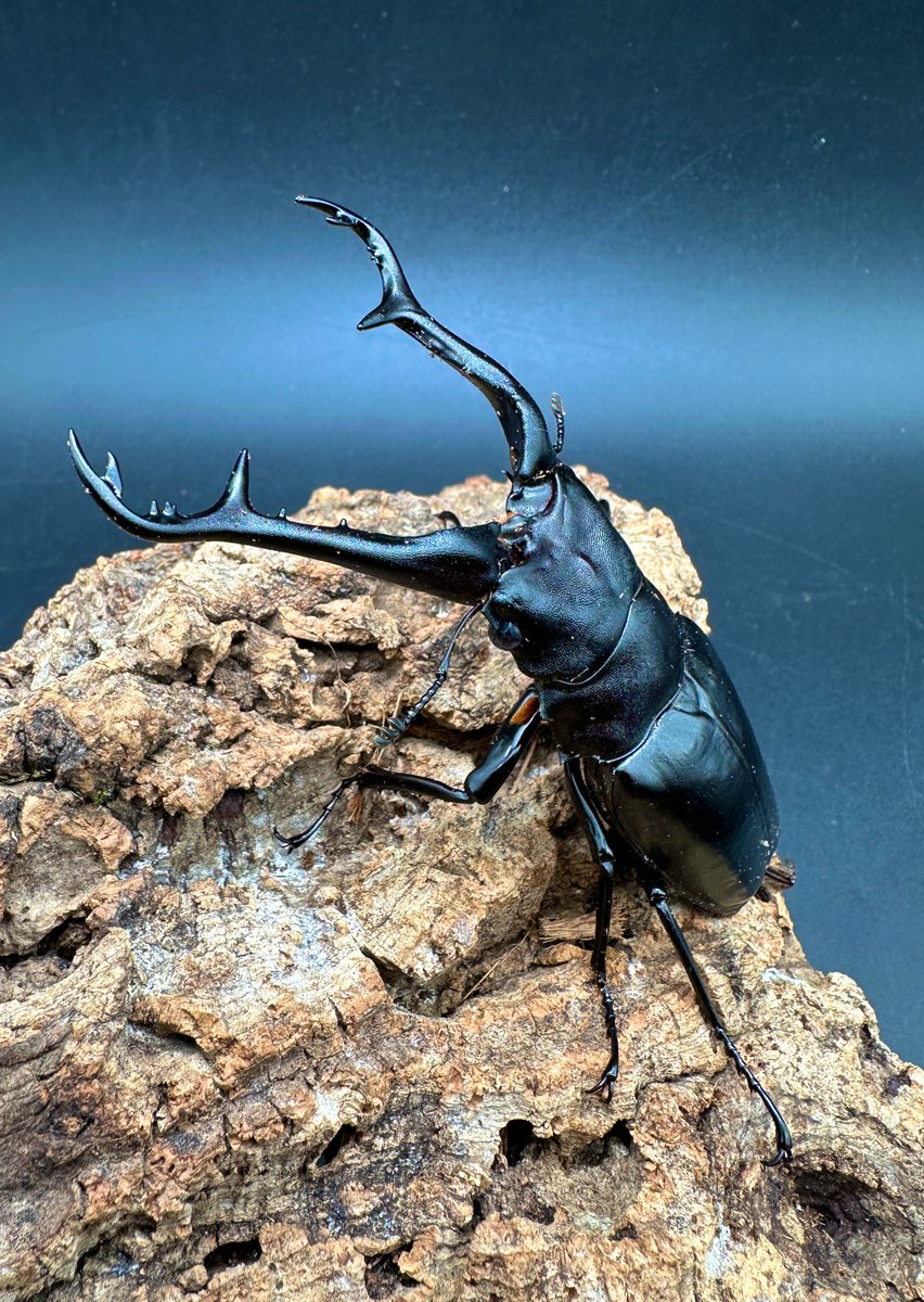 かぶぶくわわ (@mushi_lowkun) / Posts / X