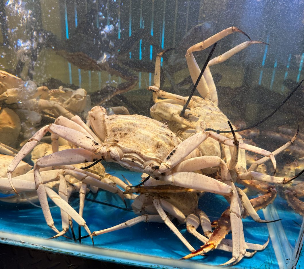 休个假再返工，神清气爽
澳洲雪蟹/水晶蟹长得像莲藕
吃起来 tree tree 的🦀