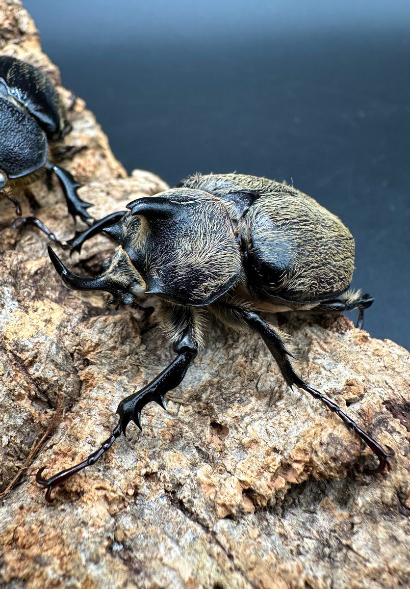 かぶぶくわわ (@mushi_lowkun) / Posts / X