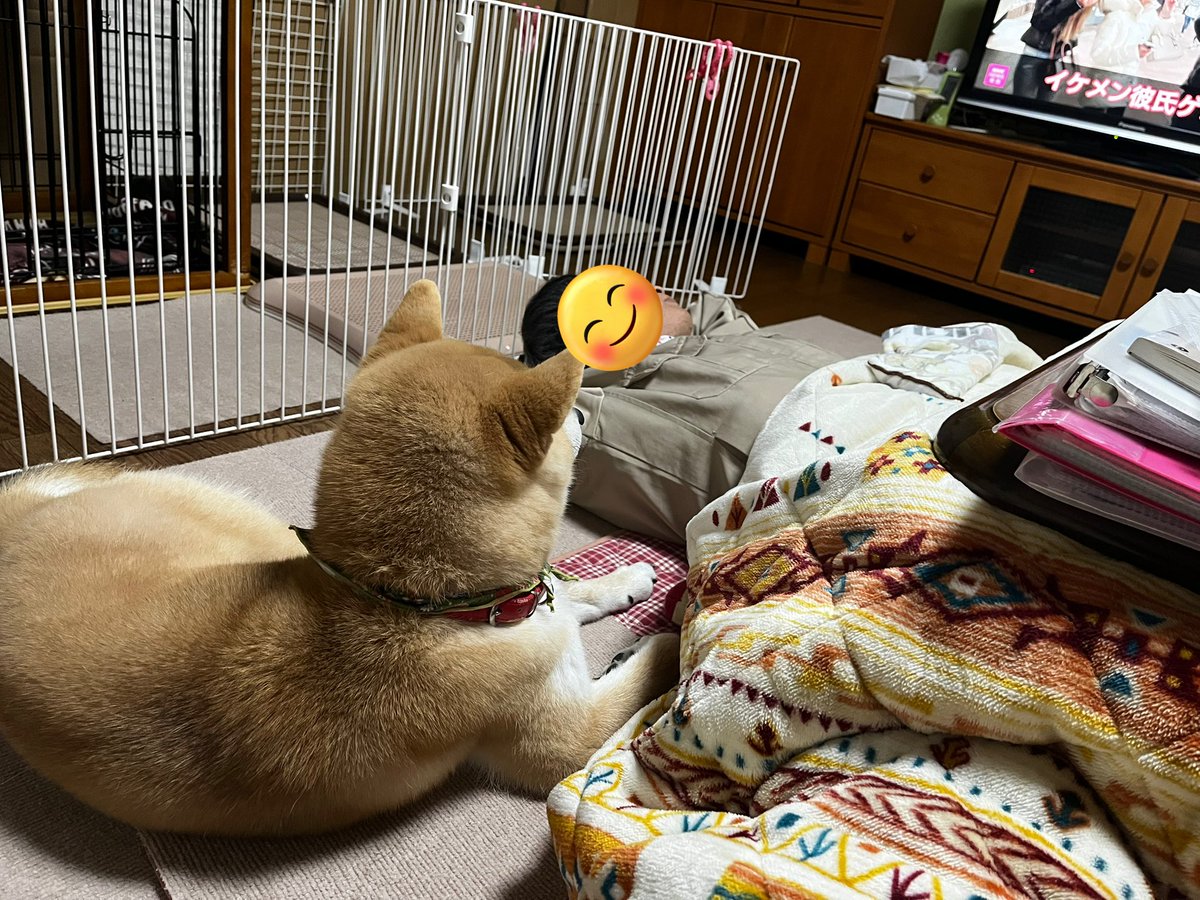 柴犬こめ1歳 (@shibainukome) / Posts and Replies / X