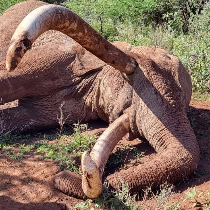 Therealestkani's tweet photo. Kenya Wildlife Service (KWS) has announced the death of Craig, the legendary Amboseli super tusker whose towering presence and iconic, ground-sweeping tusks made him one of the most recognisable elephants in the world.

The 54-year-old elephant died early this morning in Amboseli National Park, marking the loss of a rare conservation icon and one of the last remaining super tuskers in Africa.

📸KWS