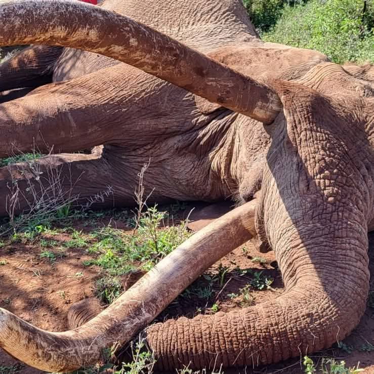 Kenya Wildlife Service (KWS) has announced the death of Craig, the legendary Amboseli super tusker whose towering presence and iconic, ground-sweeping tusks made him one of the most recognisable elephants in the world.

The 54-year-old elephant died early this morning in Amboseli
