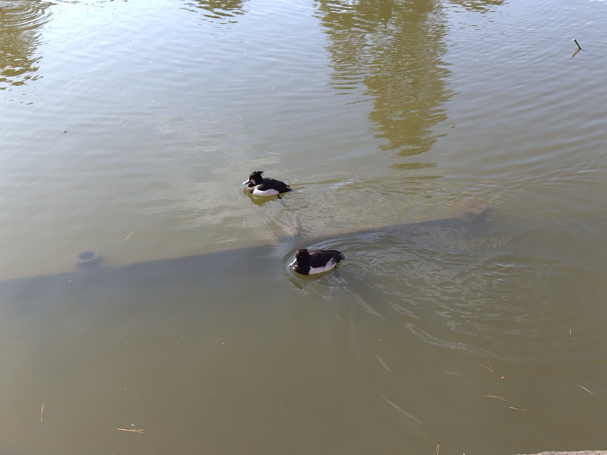 KobayashiYo's tweet image. 北カリフォルニアのベイエリアは、完全にイカレてた。言いたくはないんだけど、でもホントだから仕方ない