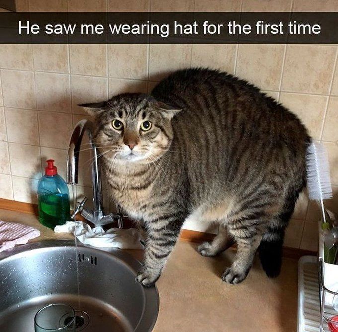 Cool Cat Society (@coolcatsociety) on Twitter photo 