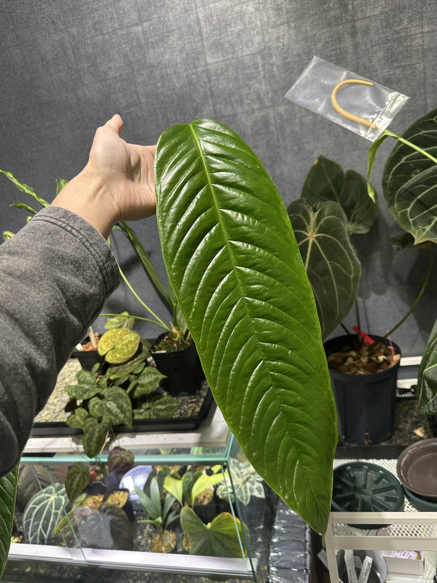 まさやページ Masaya (@masaya_zxrs) / Posts / X