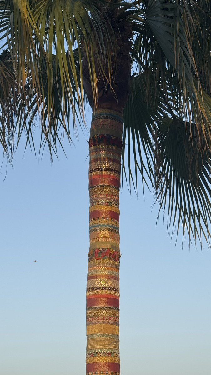 dreamvmoonlight's tweet photo. Beautiful palm tree I saw a couple days ago https://t.co/yST5YxoX5l