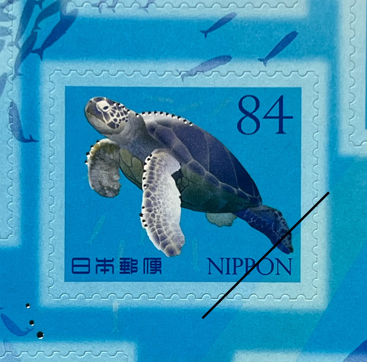 小笠原のウミガメの体内に大型プラスチックごみが🚯 ウミガメがクラゲ