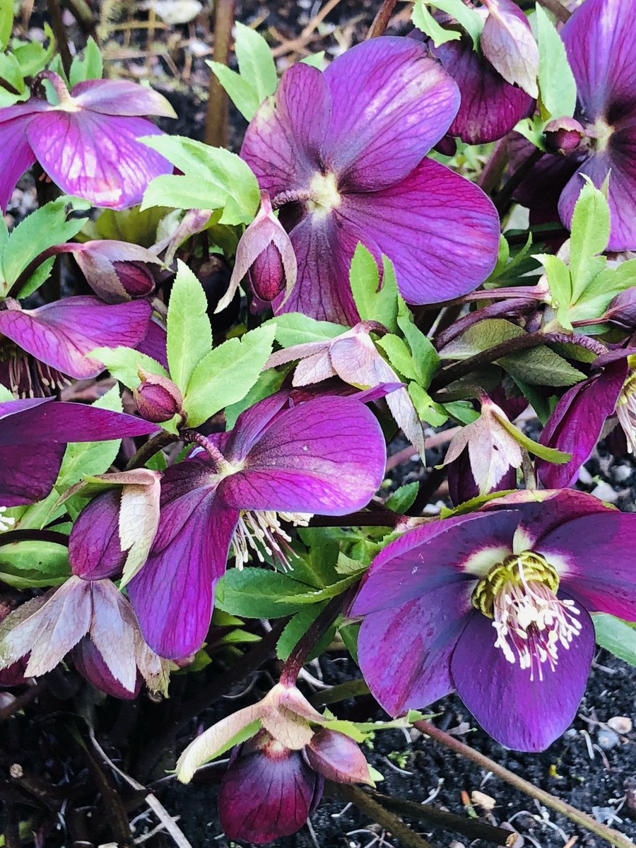 helen_brammeld's tweet photo. Happy Monday everyone! Pretty hellebores from last Spring for #MagentaMonday #LookingForwardToSpring ππ©· Lots of snow here today. Enjoy your day π https://t.co/2oz9495ob7