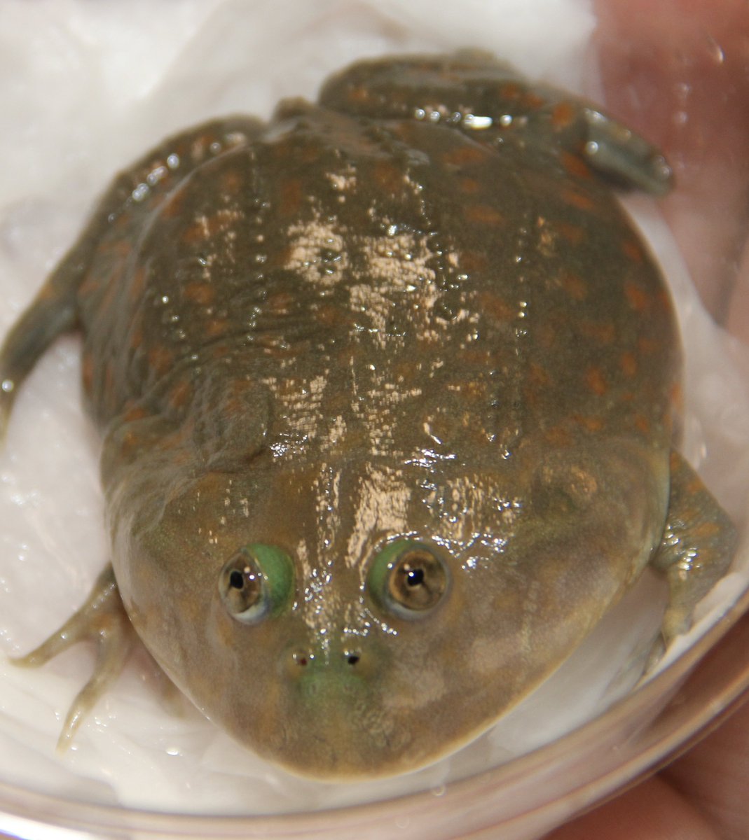 しおん (@AsikSvlKJHyZpPr) / Posts and Replies / X