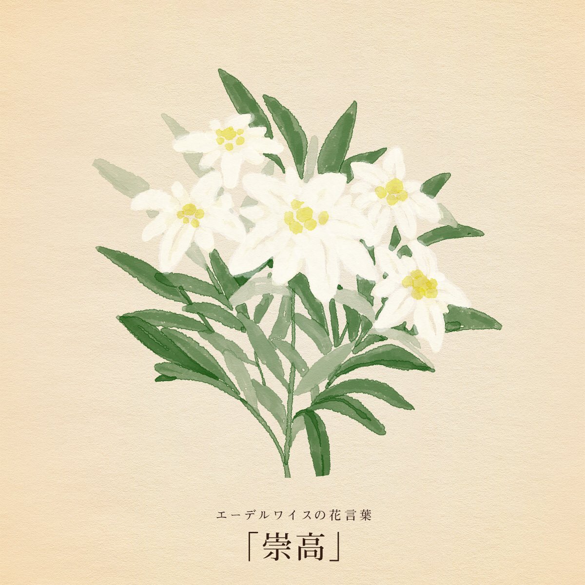 きょう2月13日は
名字の日
苗字制定記念日
NISAの日
世界ラジオデー
地方公務員法施行記念日

誕生花はエーデルワイス
花言葉は「崇高」