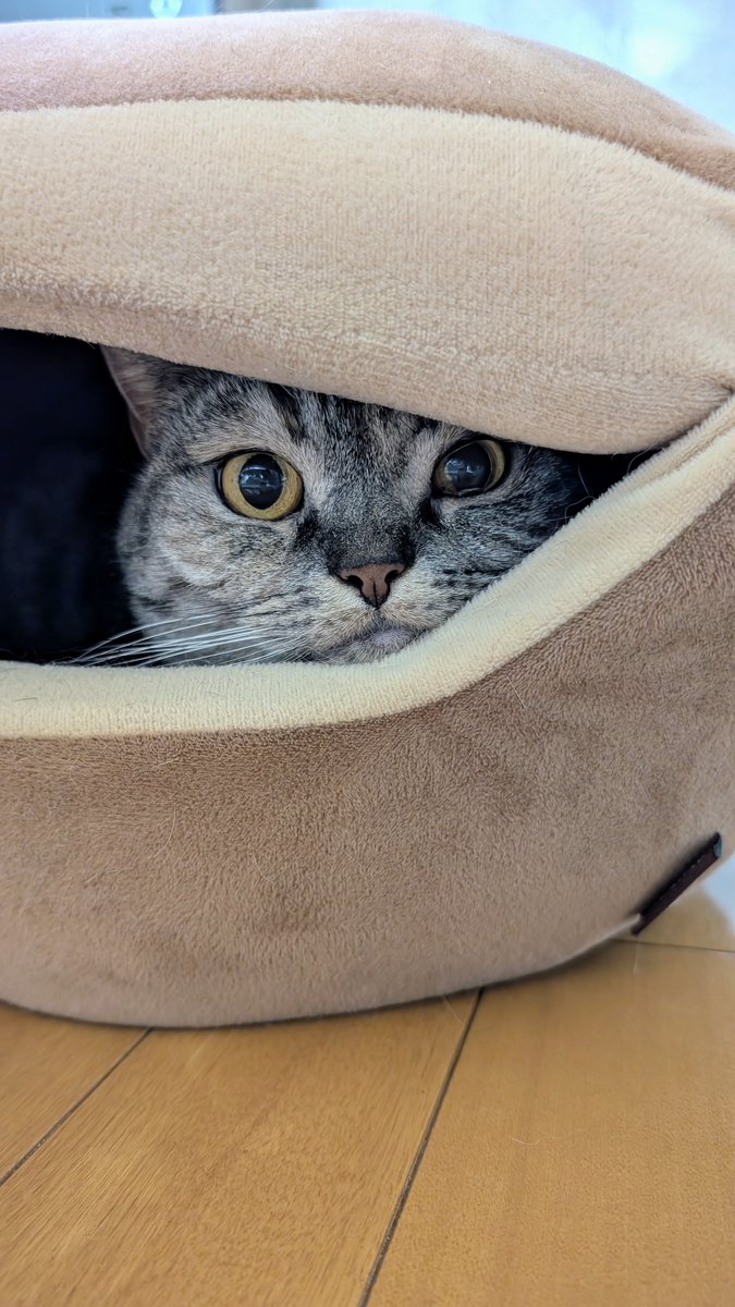 ねこさん⚡(ΦωΦ) (@catnap707) / Posts / X