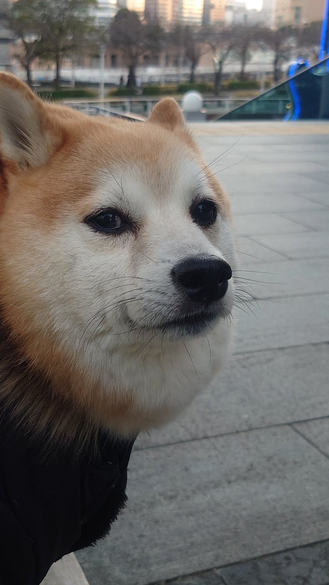 柴犬ししまる (@sisi3po) / Posts / X