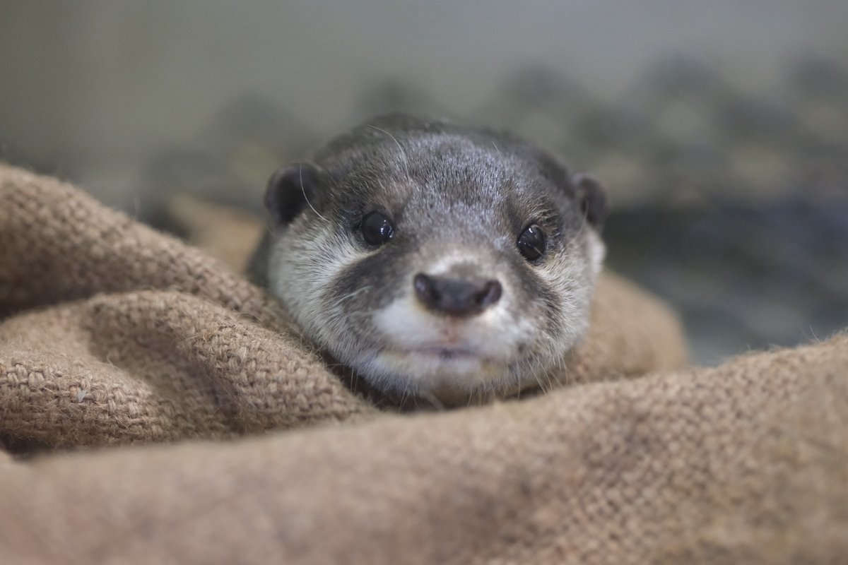 コツメカワウソ