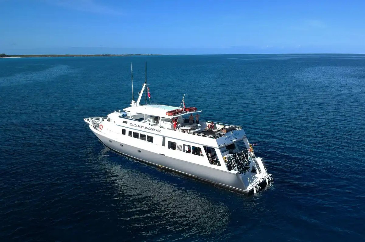 LiveaboardCom's tweet image. 🇧🇸 Bahamas Aggressor — 50% OFF (Last Minute!)
Sharks. Blue holes. Crystal-clear water. 🦈
🚢 Small groups • Hot tub • Camera stations
📆 31 Jan 2026 only
👉 liveaboard.com/diving/bahamas…
#BahamasDiving #LiveAboard #Scuba