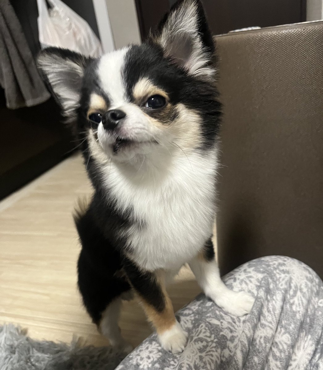 🐶「ほら、どーせ色白が好きなんだよ。ね？」