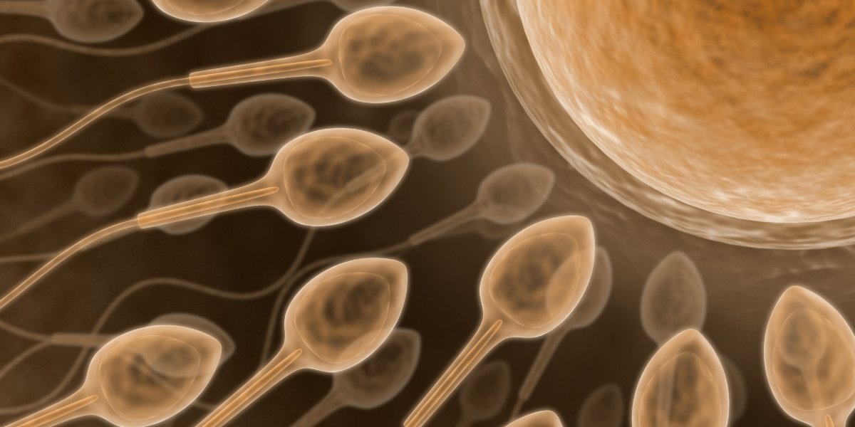 NazologyInfo's tweet image. 体外受精の妊娠率は「禁欲期間」で変わる――溜めるといいのは本当か？
nazology.kusuguru.co.jp/archives/190046

中JLUは体外受精においては禁欲で溜め込んだ大量の精子よりも、採取の直前で射精して新しく貯めた少量の精子のほうが妊娠率が高いと発表。これは大量に貯めるほど有利という従来の常識を打ち破る結果です