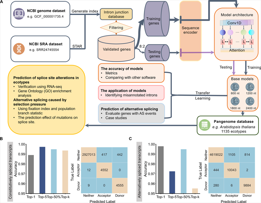 MPlantPCom's tweet image. UniSplicer: a deep learning framework for accurate splice-site prediction and splice-altering mutation detection across diverse taxa #resource #PlantCommunications cell.com/plant-communic…