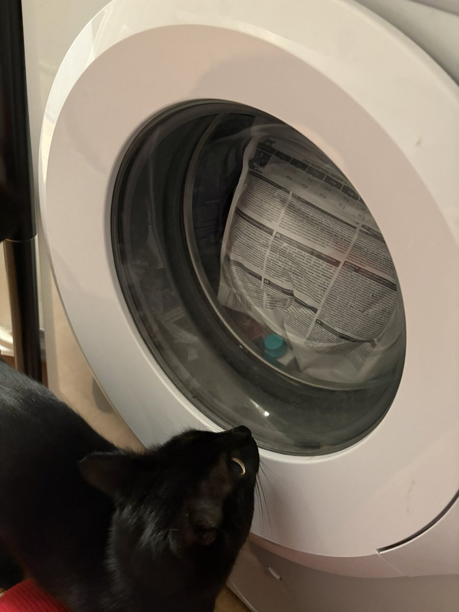 Tipunchdutpb's tweet image. Désolée Ti Punch mais c’est le SEUL endroit de la maison où tu ne peux pas accéder à tes croquettes 💀