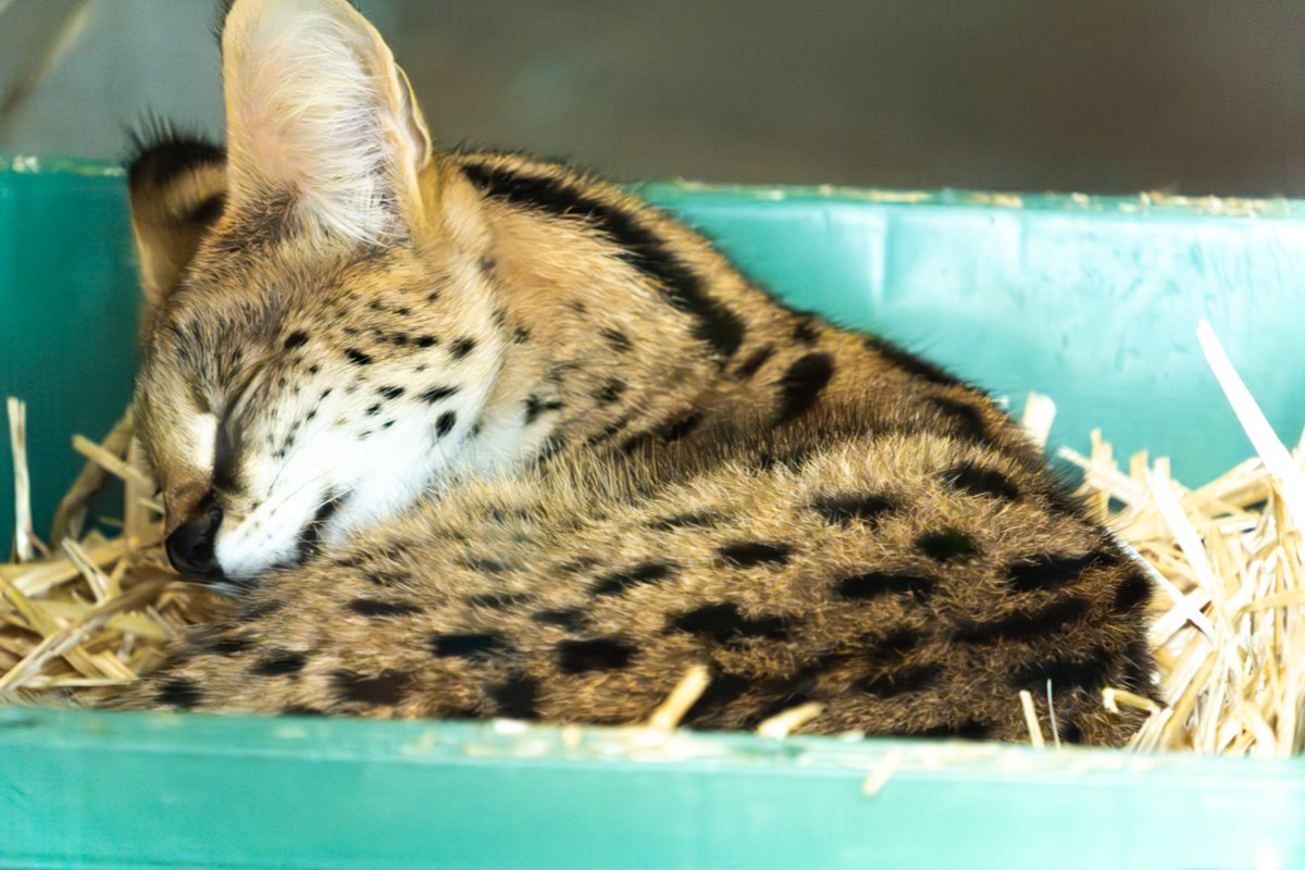 サーバルキャット　毛皮 サーバルキャットの置物（このネズミをもらいます） - Etsy 日本