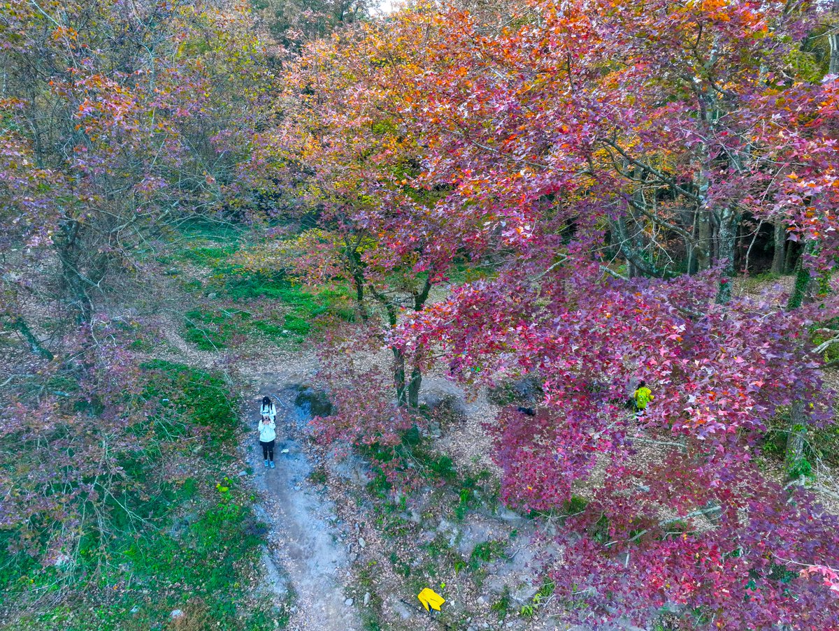 HolaFujian's tweet photo. 😍 🍁 🌲 As winter approaches, Dahua Mountain in Fuqing city, Fuzhou, enters its most dazzling season of the year. The mountains are quietly cloaked in vibrant red maple leaves, painting the forests in rich hues and creating a breathtakingly beautiful landscape… ❤
#MapleLeaves #DahuaMountain #Fuzhou
@FuzhouCity @CCGBelfast @ChinaEmbGrenada
@QiushiJournal @SeeChangchun @zhang_heqing
@yuexuankanyue1 @Logan_ology @SilkRoadTravel_
@uatcnews @cultureCHN @UNEP @chinaconsulist
@libelula_group @iloveguizhou @ChnConsulateNag
@ChinaCG_HH @salahzhang @consulat_de @ihenan_
