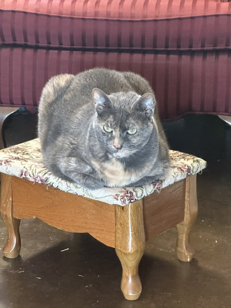 shr00mz_'s tweet photo. behold, Peaches in all her glory https://t.co/5Du6SlEp8x