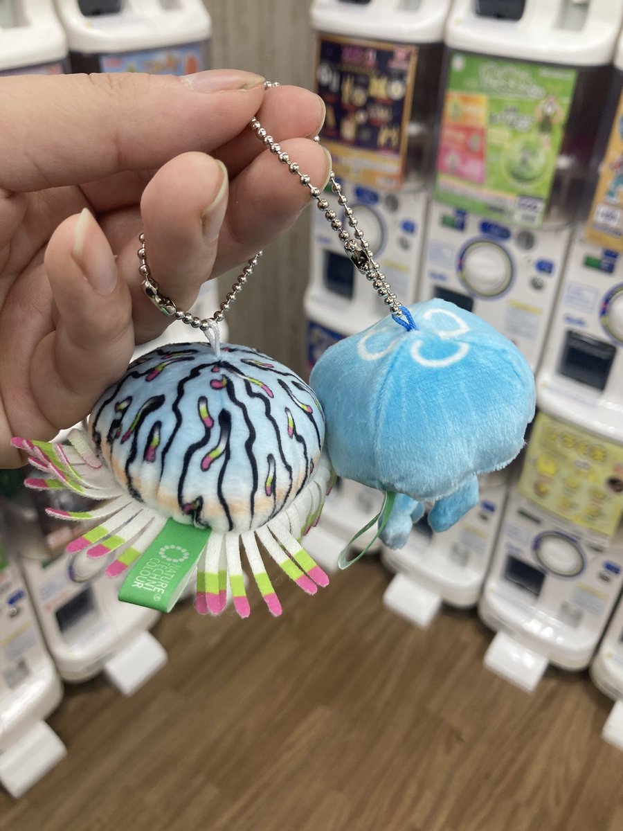 また新しい海月(姉)が我が家に！！
見つけたらやってしまう、