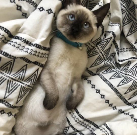 AnimalUnite's tweet photo. Piper is STILL MISSING after she was physically assaulted and thrown by her scruff into the back of an Amazon delivery truck, never to be seen again…
@Amazon STILL REFUSES to take ANY ACTION to find where she is.
Please everyone, tag @Amazon & @AmazonHelp with #WhereIsPiper! https://t.co/3B2QJApfWW