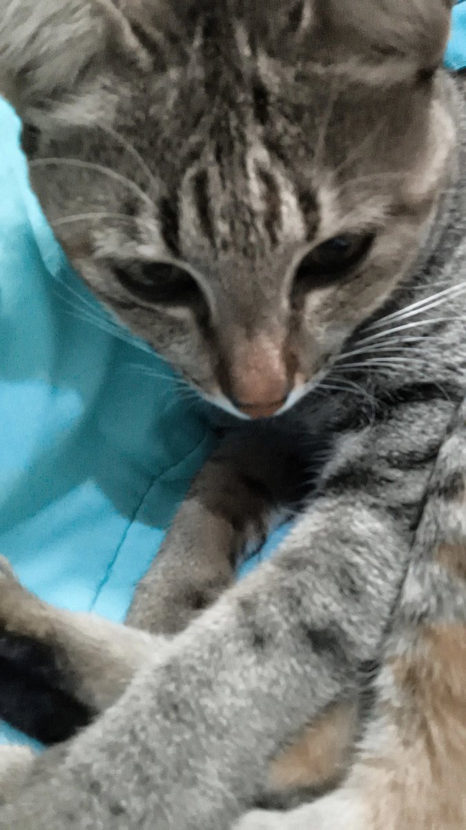 สวัสดีในปี2026กับแท็กเติมแมวน้า นี่ๆเอารูปฟูฟูมันเซลฟีด้วยตัวเองมาให้ด้วย น้องไข่หวานว่าฟูฟูเก่งมั้ย >< ก็ขอให้เป็นสัปดาห์เริ่มต้นที่ดีนะ สุขสมหวังกับทุกสิ่งทุกอย่าง เจออะไรฮีลใจเย้อๆ ขอให้ได้เติมแฟนคลับไวๆเน้อ🫶✨🎉
#Kaiwanmanita 
#พาน้องไข่หวานมาเติมแมว