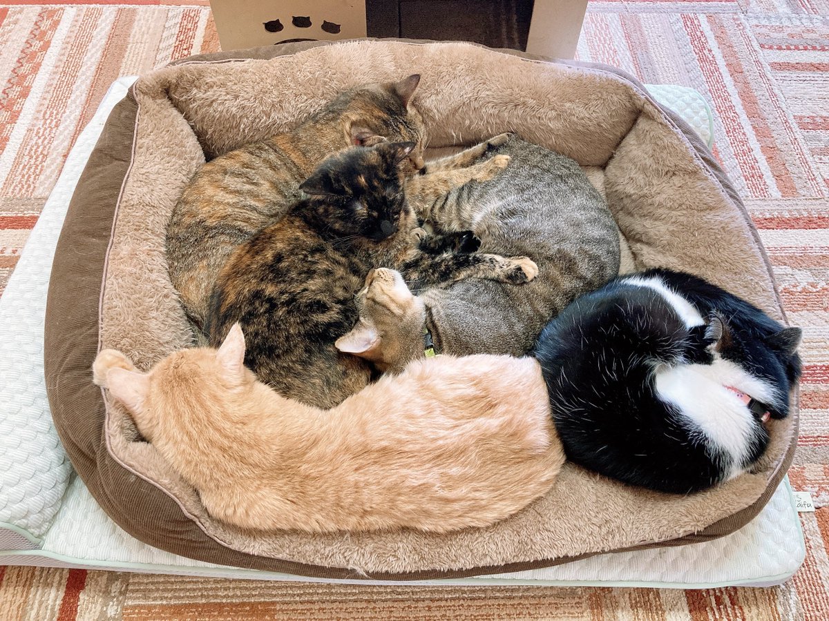 にゃん太郎 (@nyannyan__taro) / Posts / X