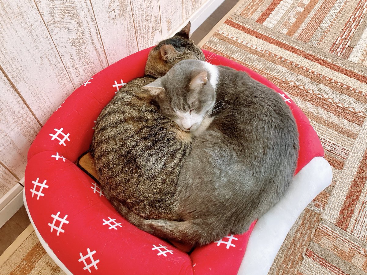 にゃん太郎 (@nyannyan__taro) / Posts / X