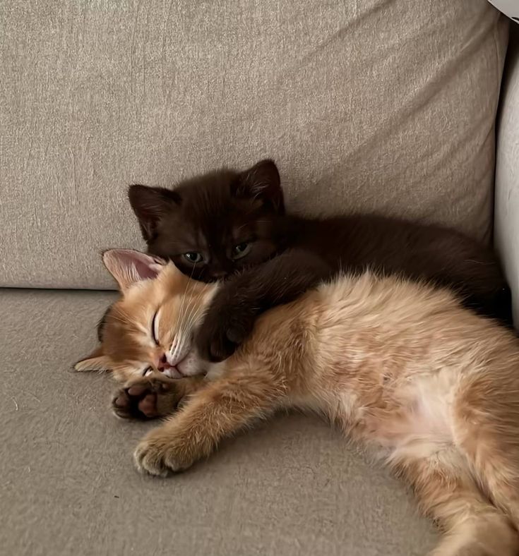 only cute things tweet media