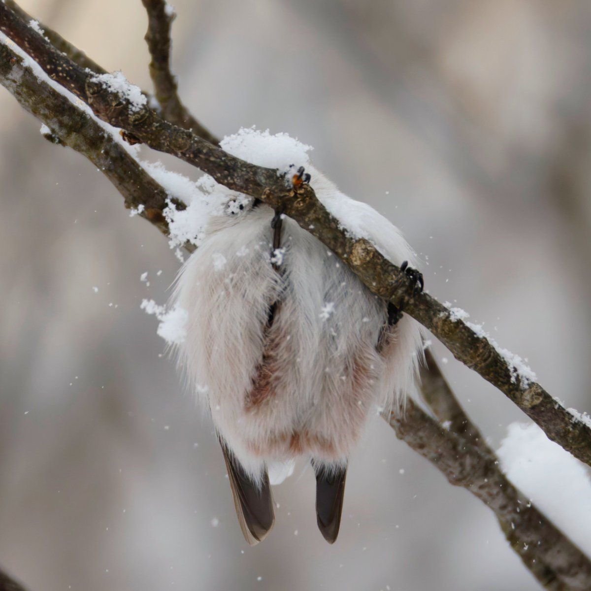 13 ぶふぁ～ 雪に突っ込んだ・・・・前方にも注意だね。 #1日1エナガ