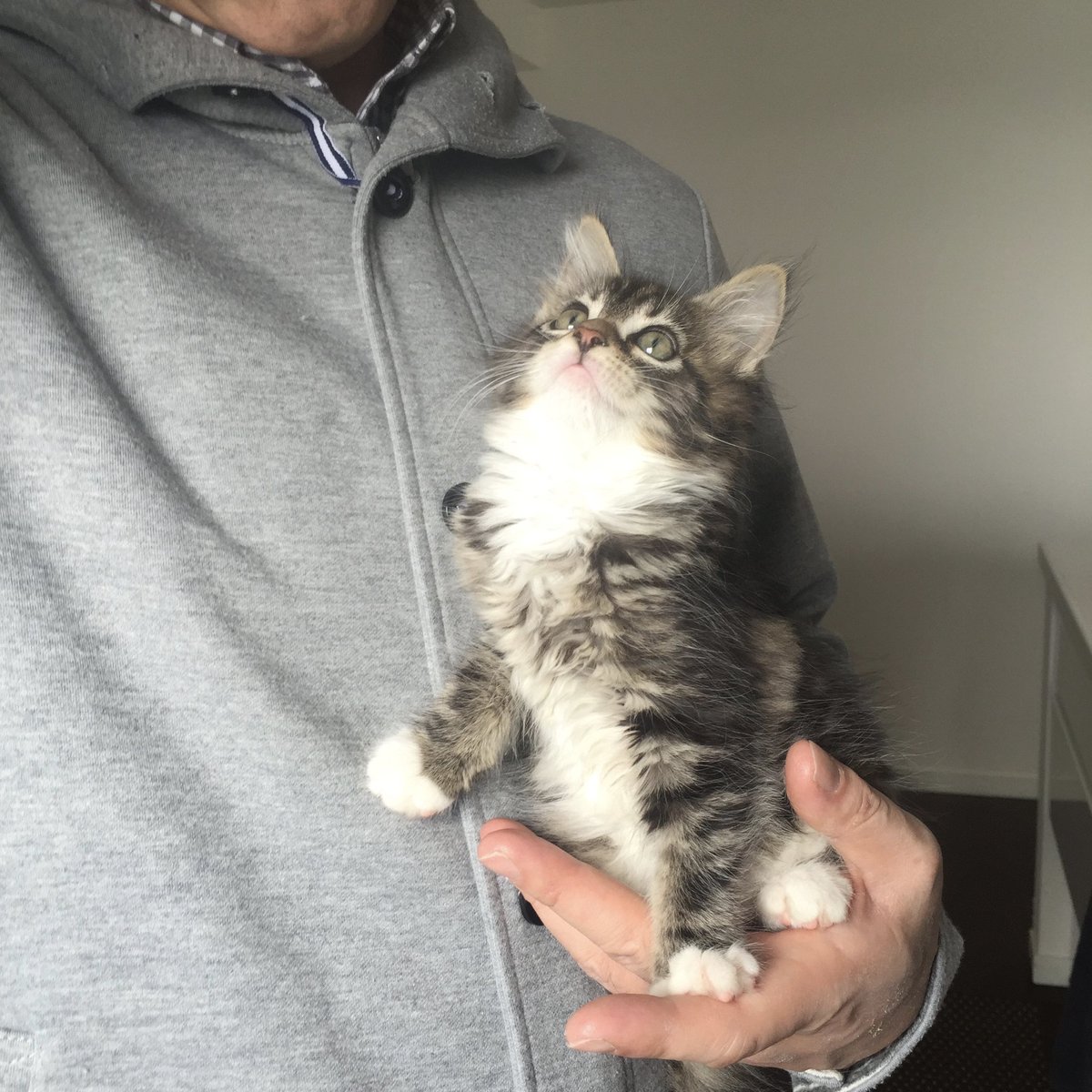 CatApartment's tweet image. 今日はメインクーンのルチカちゃんのお誕生日です！
11歳になりました。

うんうん、大きく美しく立派に育ったね。
これぞメインクーン！ルチは大型猫界の女王様だと思う。しかも大きな病気もせず、健やかに育ってくれて嬉しいよ。
11歳の1年もどうか幸せにね！
ルッちゃんお誕生日おめでとう🎁🎂🎊