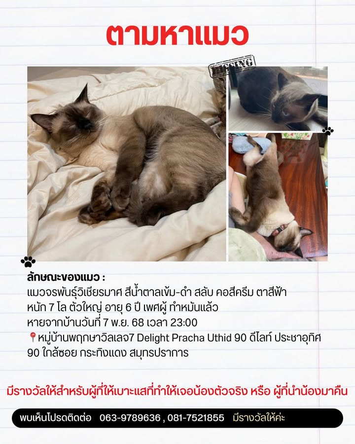 CatsterClub's tweet image. ‼️ตามหาน้องแมวค่ะ‼️ (ฝากประกาศ)

📣✨ ตามหาแมวหายค่ะ!! 🐈🐾 

น้องชื่อ: 🐱 ชานม (เพศผู้ ทำหมันแล้ว)
อายุ: 6ปี

วันที่หาย: 📅 คืนวันที่ 7 พฤศจิกายน 2568

บริเวณ: 📍 หมู่บ้านพฤกษาวิลเลจ7 Delight Pracha Uthid 90 ดีไลท์ ประชาอุทิศ 90 ใกล้ซอย กระทิงแดง สมุทรปราการ

📞…