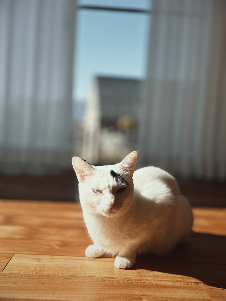 なんだその模様——— (@nana_q79) / Posts / X