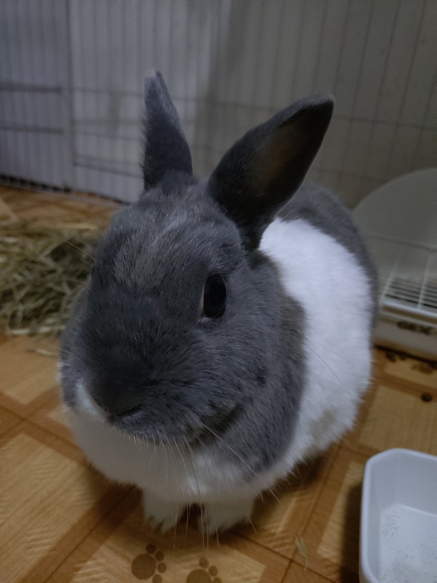 マイうさちゃんです。クーデレです😎

#ぷりんへ