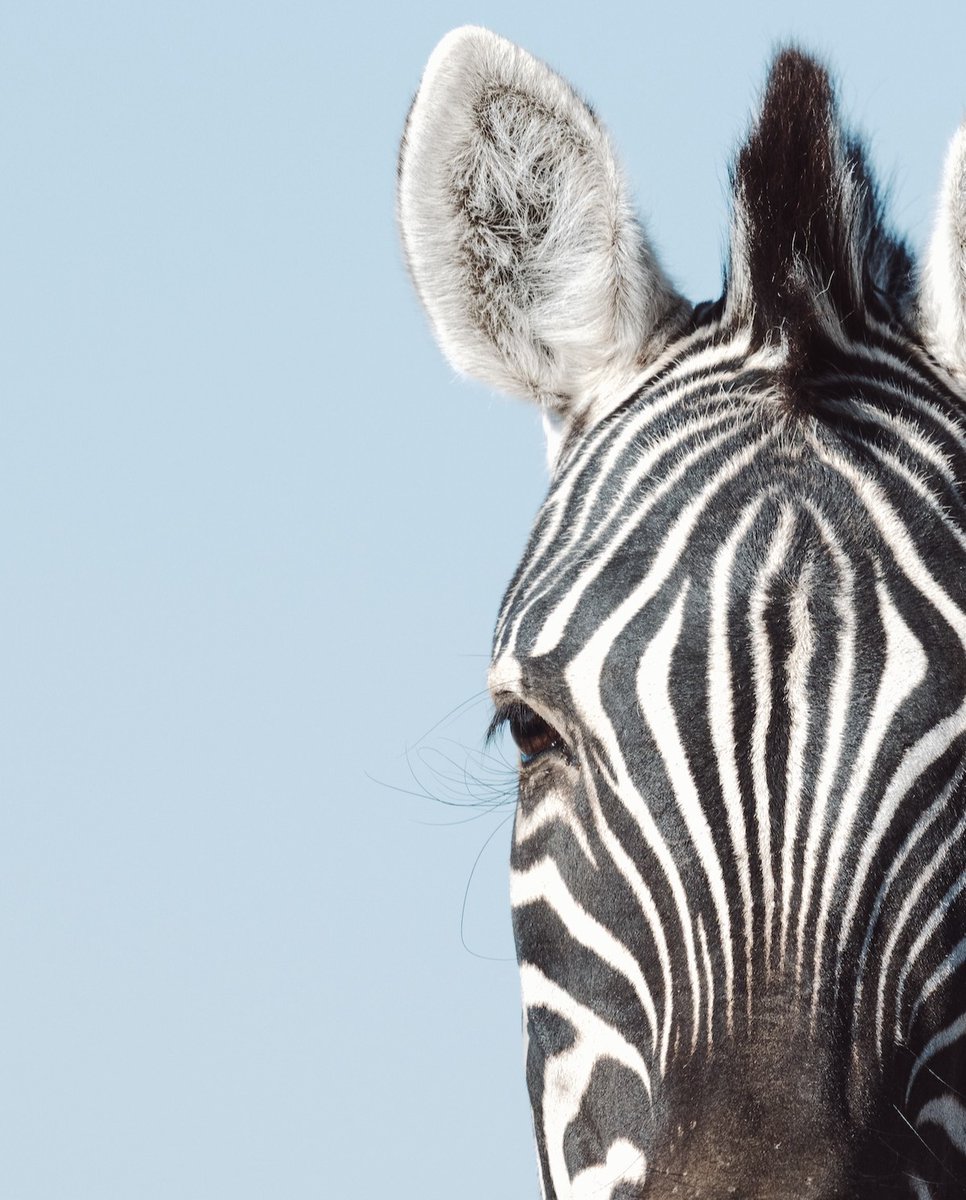 Look closer.
No two patterns are the same – nature’s signature, written stripe by stripe.