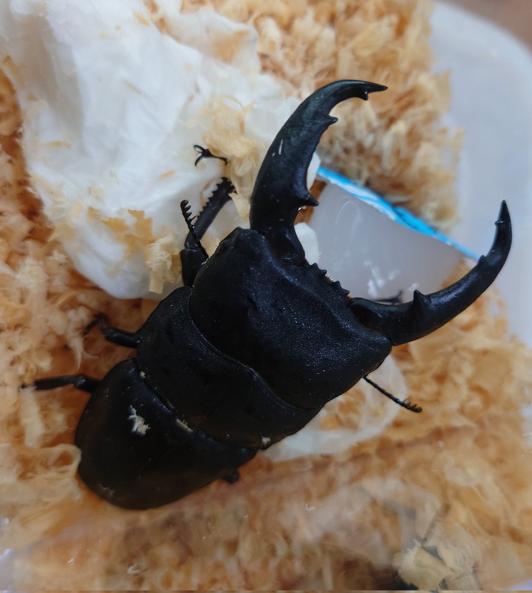 虫の兄ちゃん@兜鍬武蔵 (@anchan_kabukuwa) / Posts / X