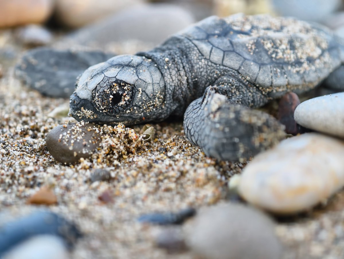 chenear's tweet image. Akdeniz'in en büyük deniz kaplumbağası yuvalama alanlarına sahip Antalya'da bu yıl 9 bin 160 yuvadan yarım milyona yakın caretta caretta yavrusu denizle buluşturuldu. HABERİ👇
dha.com.tr/foto-galeri/an…