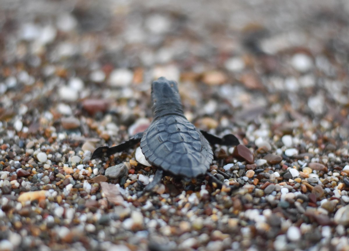 chenear's tweet image. Akdeniz'in en büyük deniz kaplumbağası yuvalama alanlarına sahip Antalya'da bu yıl 9 bin 160 yuvadan yarım milyona yakın caretta caretta yavrusu denizle buluşturuldu. HABERİ👇
dha.com.tr/foto-galeri/an…