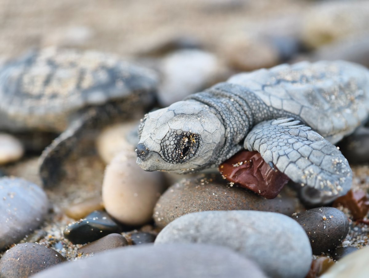 chenear's tweet image. Akdeniz'in en büyük deniz kaplumbağası yuvalama alanlarına sahip Antalya'da bu yıl 9 bin 160 yuvadan yarım milyona yakın caretta caretta yavrusu denizle buluşturuldu. HABERİ👇
dha.com.tr/foto-galeri/an…
