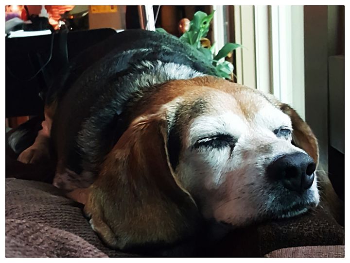 Art of the Day! "Lazy Old Dog". Buy at: ArtPal.com/jrobin?i=14231…